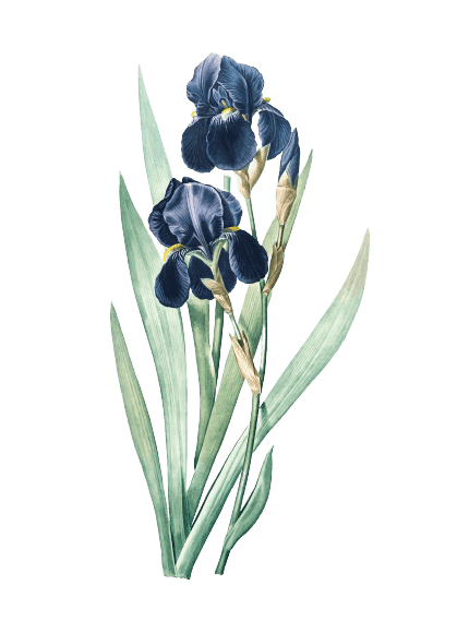 Iris Head