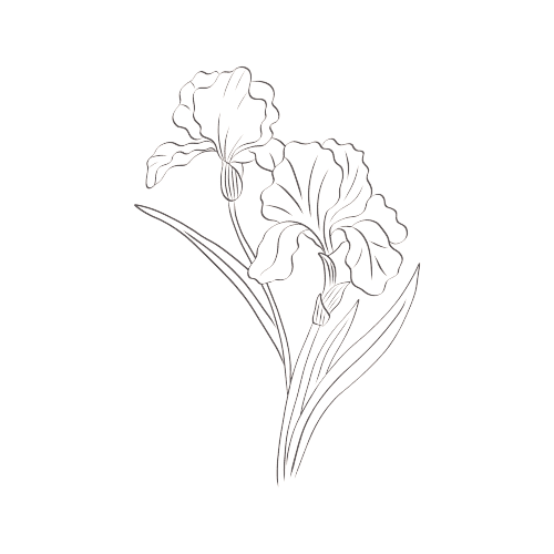 Iris February Birth Flower Tattoo Line Drawing