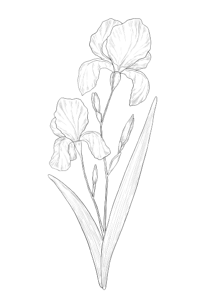 Iris February Birth Flower Tattoo Line Drawing