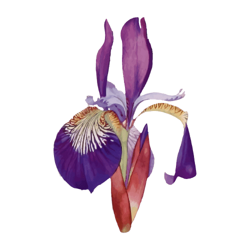 Birth Flower Image