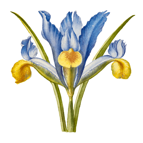 Iris February Birth Flower Tattoo