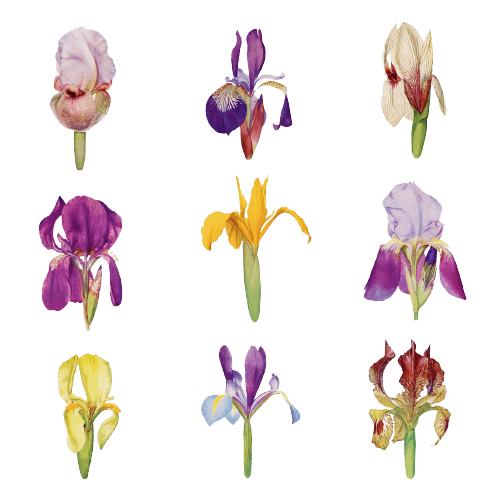 Iris February Birth Flower Tattoo