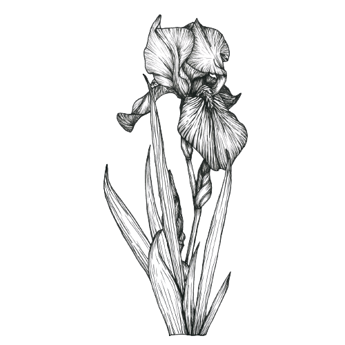 Iris February Birth Flower Tattoo