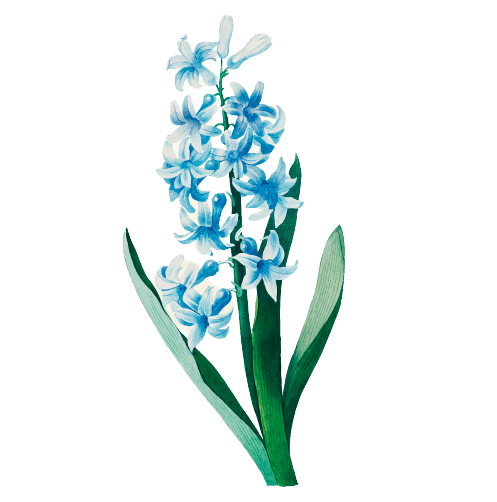 Larkspur July Birth Flower