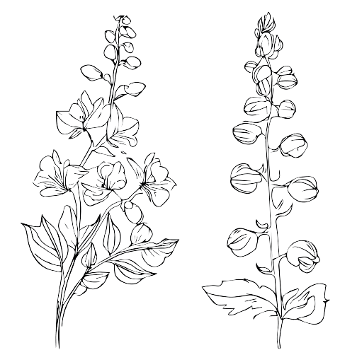 Larkspur July Birth Flower Tattoo