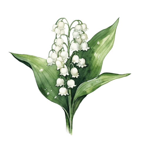 Lily of the Valley May Birth Flower