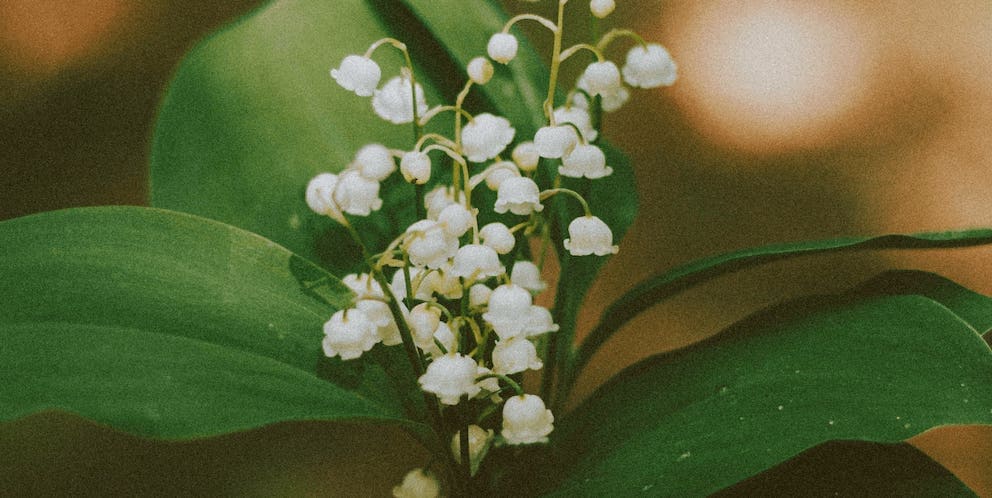 Hawthorn May Birth Flower