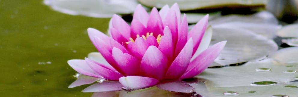Water Lily  July Birth Flower