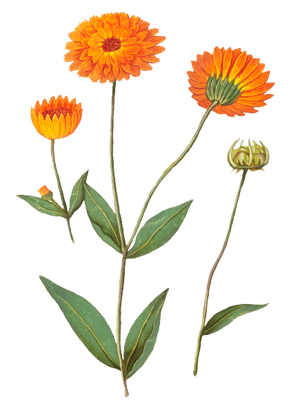 Marigold October Birth Flower tattoo