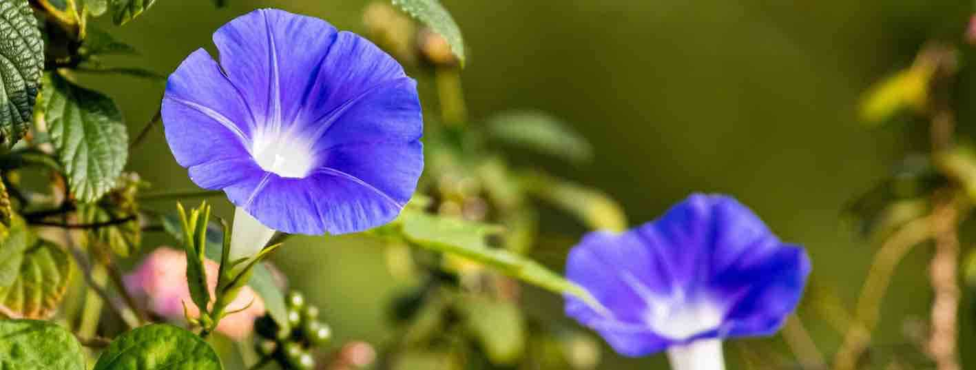 Morning Glory September Birth Flower