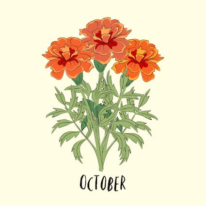 october birth flower