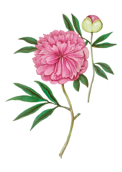 Peony November Birth Flower Tattoo