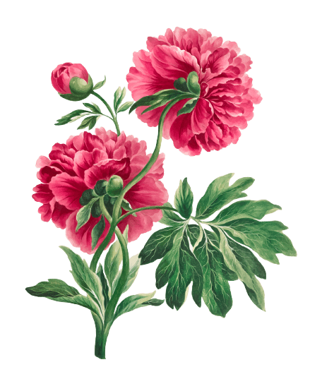 Peony November Birth Flower Tattoo