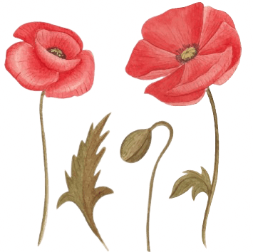 Poppys Birth Flower