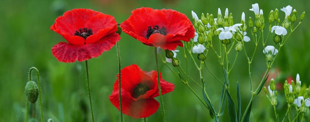 Poppy August Birth Flower