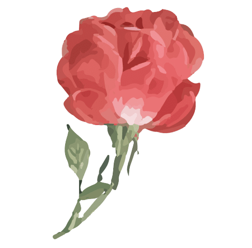 Rose June Birth Flower