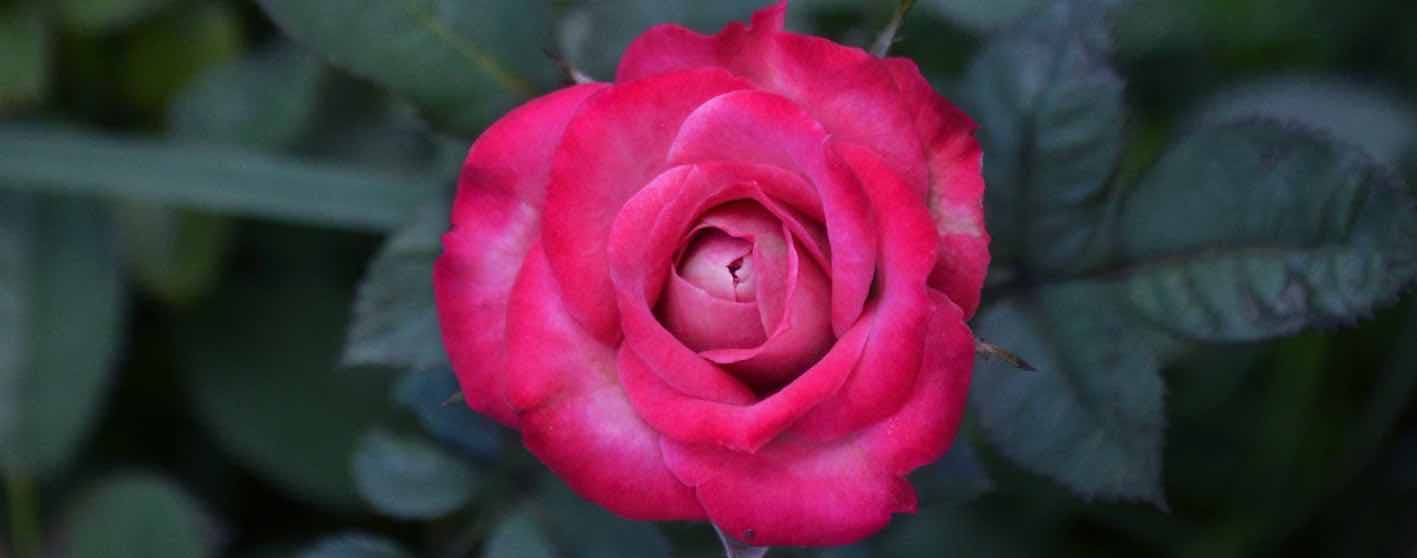 Rose June Birth Flower