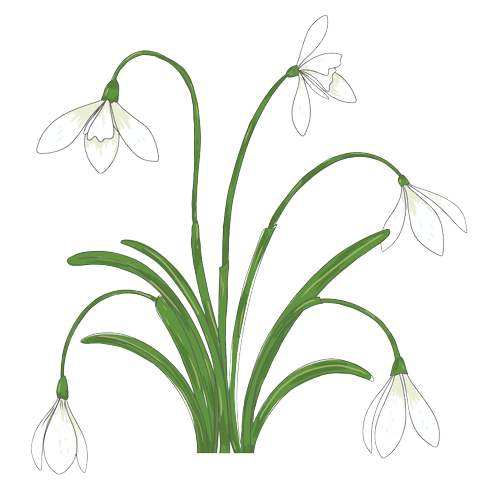 Snow Drop January Birth Flower Tattoo