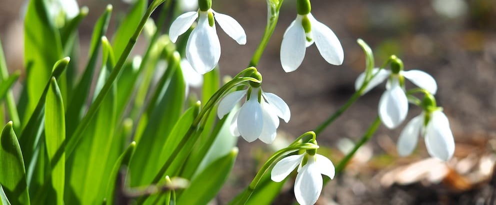 Snowdrops Birth Flower January