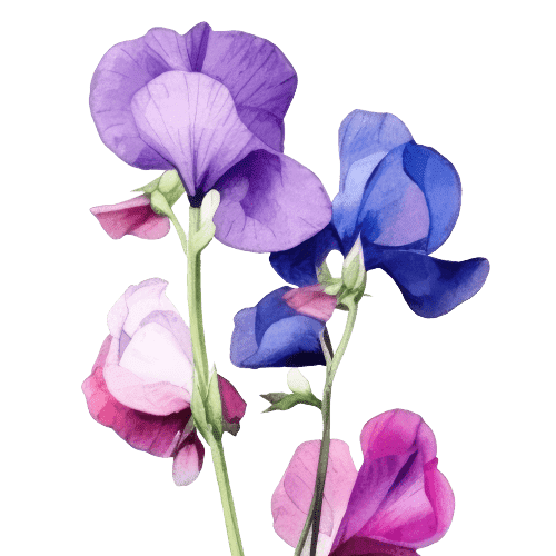 Sweet Peas April Birth Flower tattoo