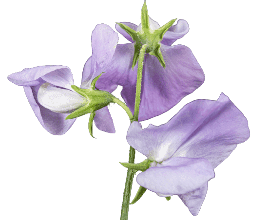 Sweet Pea Birth Flower Image