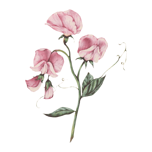 Sweet Peas April Birth Flower tattoo