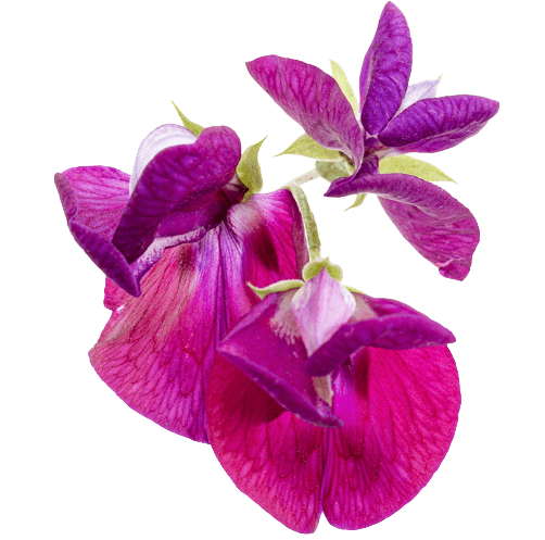 Sweet Pea Birth Flower Image