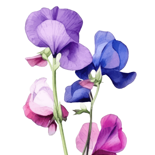 Sweet Pea Birth Flower Image