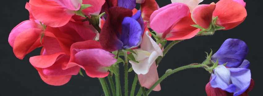 Sweet Pea  April Birth Flower