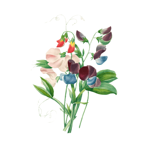 Sweet Peas April Birth Flower tattoo