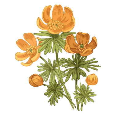 Winter Aconite January Geburtsblume