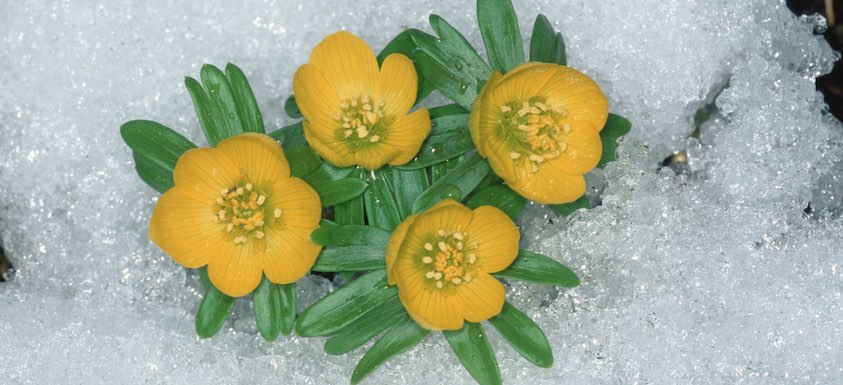 Winter aconite january Geburtsblume