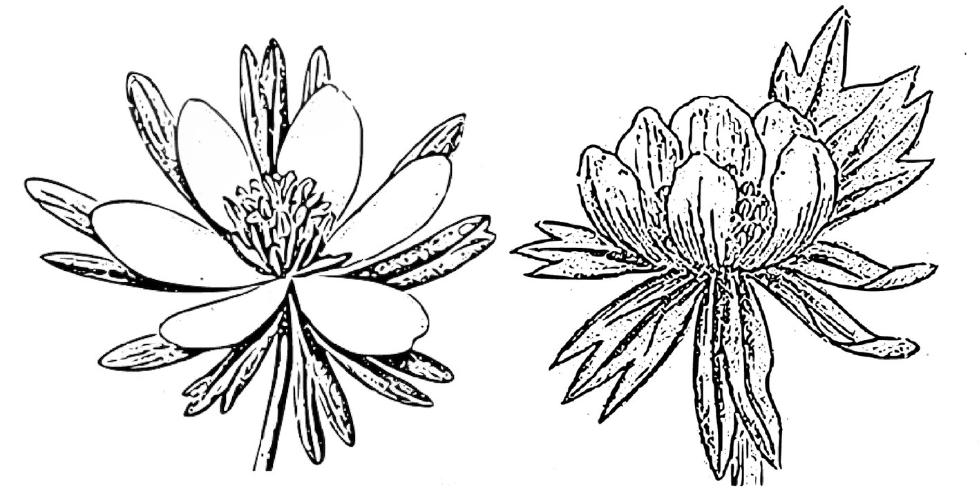 Winter Aconite January Geburtsblume Tattoo