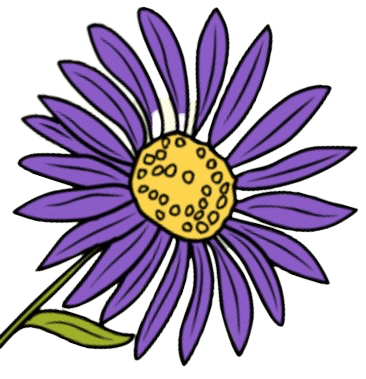 Aster September Geburtsblume
