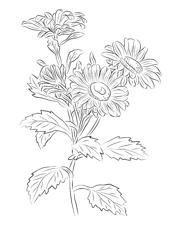  September Geburtsblumen-Tattoo-Ideen: Astern