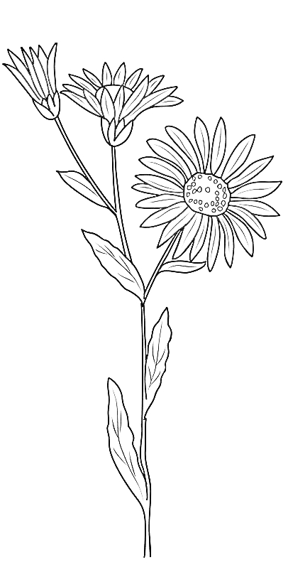  September Geburtsblumen-Tattoo-Ideen: Astern