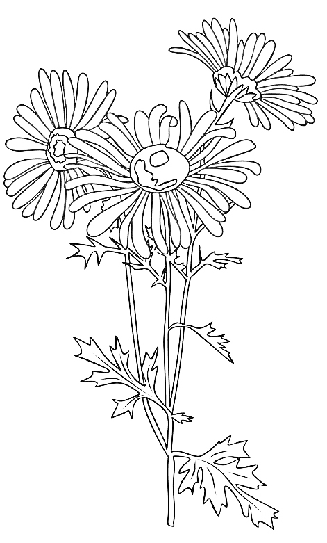  September Geburtsblumen-Tattoo-Ideen: Astern