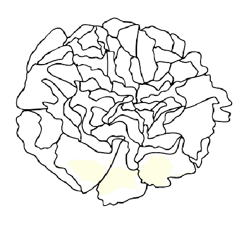 Januar Geburtsblumen-Tattoo-Ideen: Nelke