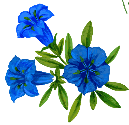 September Geburtsblumen-Tattoo-Ideen: Winde-Blume