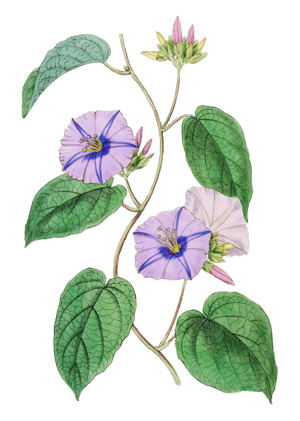 September Geburtsblumen-Tattoo-Ideen: Winde-Blume