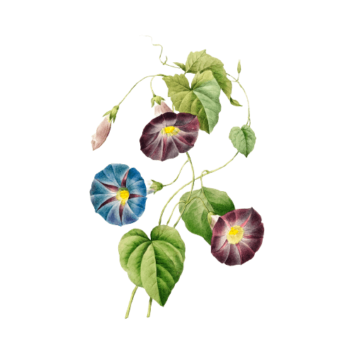 September Geburtsblumen-Tattoo-Ideen: Winde-Blume