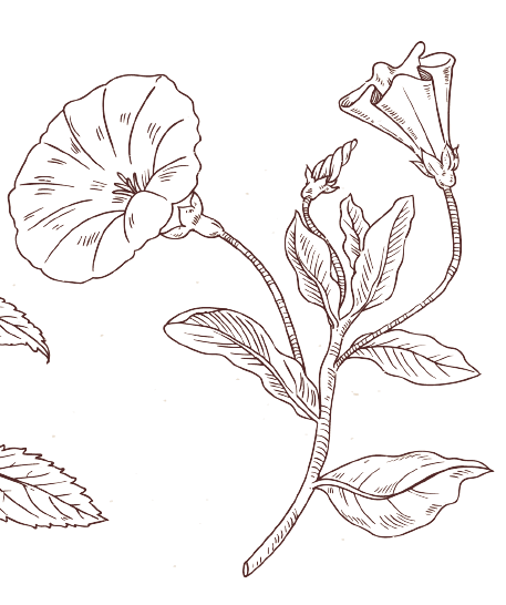 September Geburtsblumen-Tattoo-Ideen: Winde-Blume