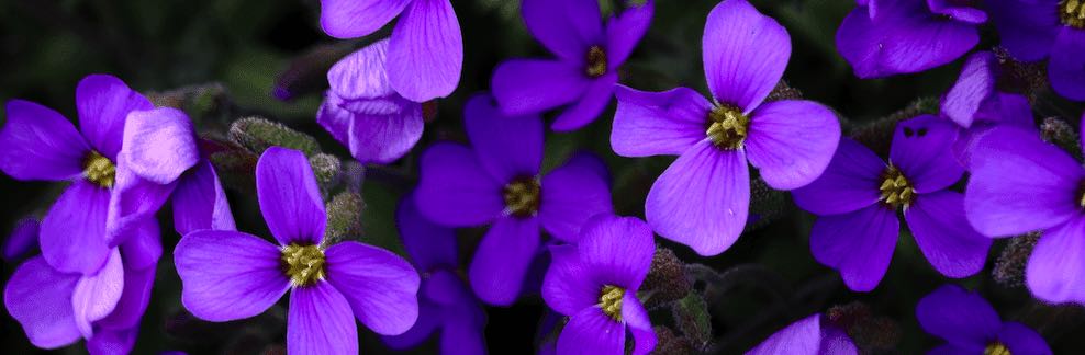 Violets Real