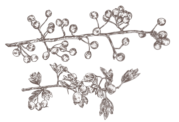 Fores de nacimiento - Ideas para tatuajes: Espino