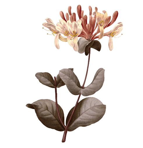 Ideas para tatuajes de flores de nacimiento de junio: Madreselva