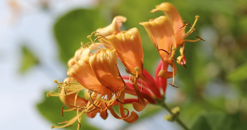 Honeysuckle June Birth Flower