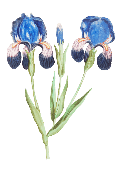 Ideas para tatuajes de flores de nacimiento de febrero: Iris