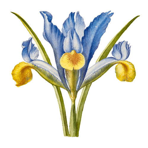 Ideas para tatuajes de flores de nacimiento de febrero: Iris