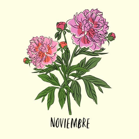 november birth flower
