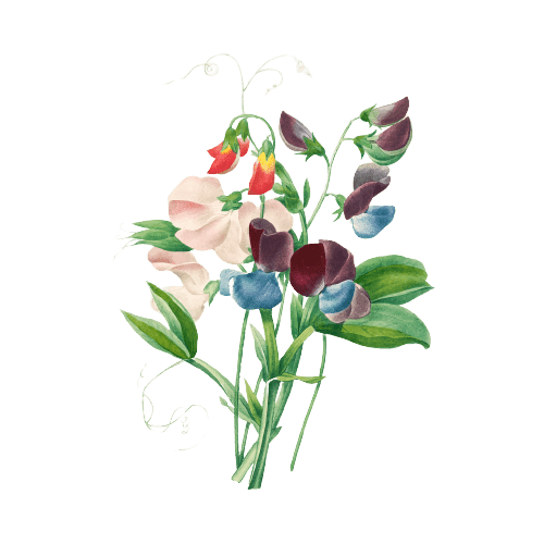 Ideas para tatuajes de flores de nacimiento: Guisantes de Olor